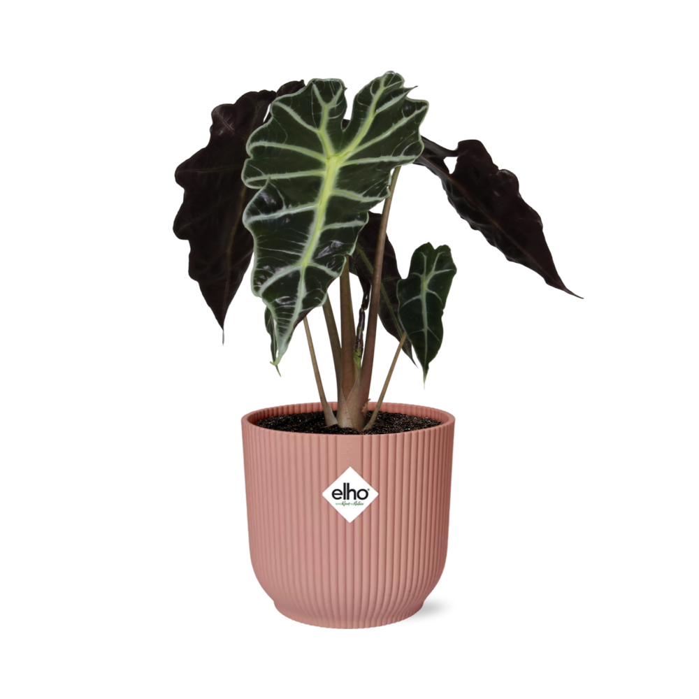 Alocasia ‘Polly’ in ELHO Vibes Fold 14cm rosa – Tropische Zimmerpflanze