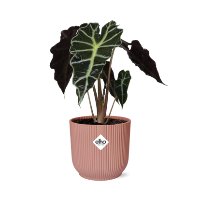Alocasia ‘Polly’ in ELHO Vibes Fold 14cm rosa – Tropische Zimmerpflanze