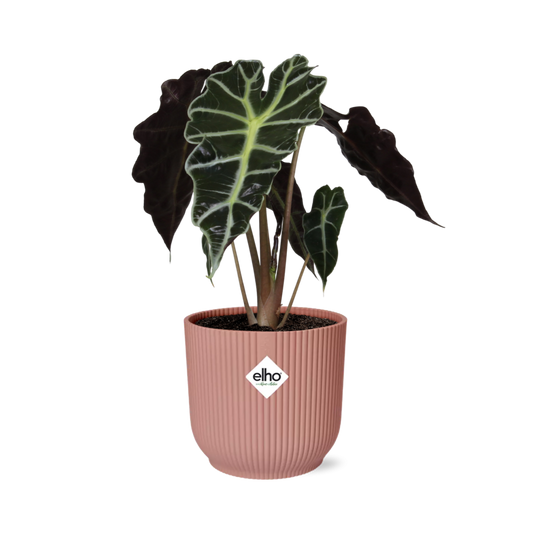 Alocasia ‘Polly’ in ELHO Vibes Fold 14cm rosa – Tropische Zimmerpflanze