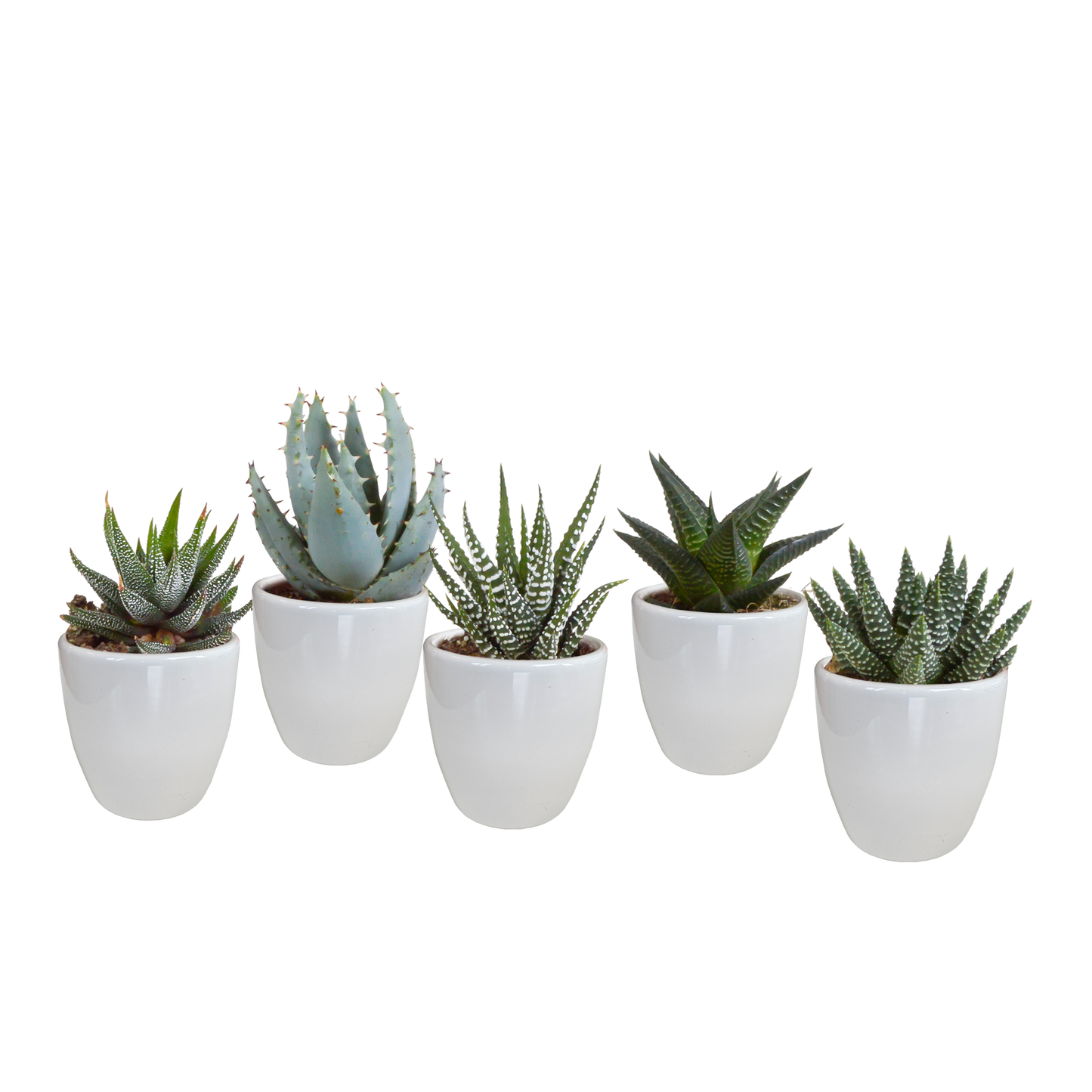 Gasteria & Haworthia Sukkulenten 5er Set im weißen Topf