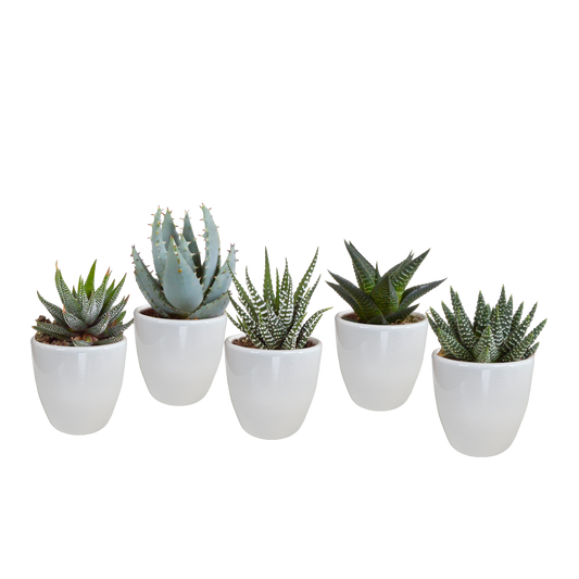 Gasteria & Haworthia Sukkulenten 5er Set im weißen Topf