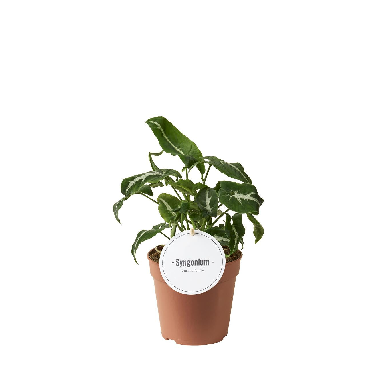 Syngonium Wendlandii – Pflegeleichte Trendpflanze Ø12cm