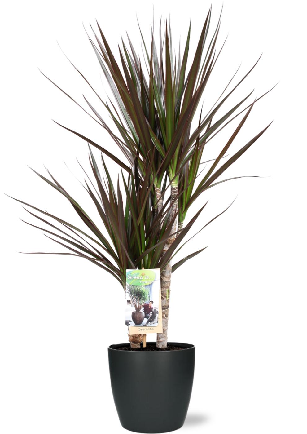 Dracaena Magenta im anthrazitfarbenen Topf Ø18cm
