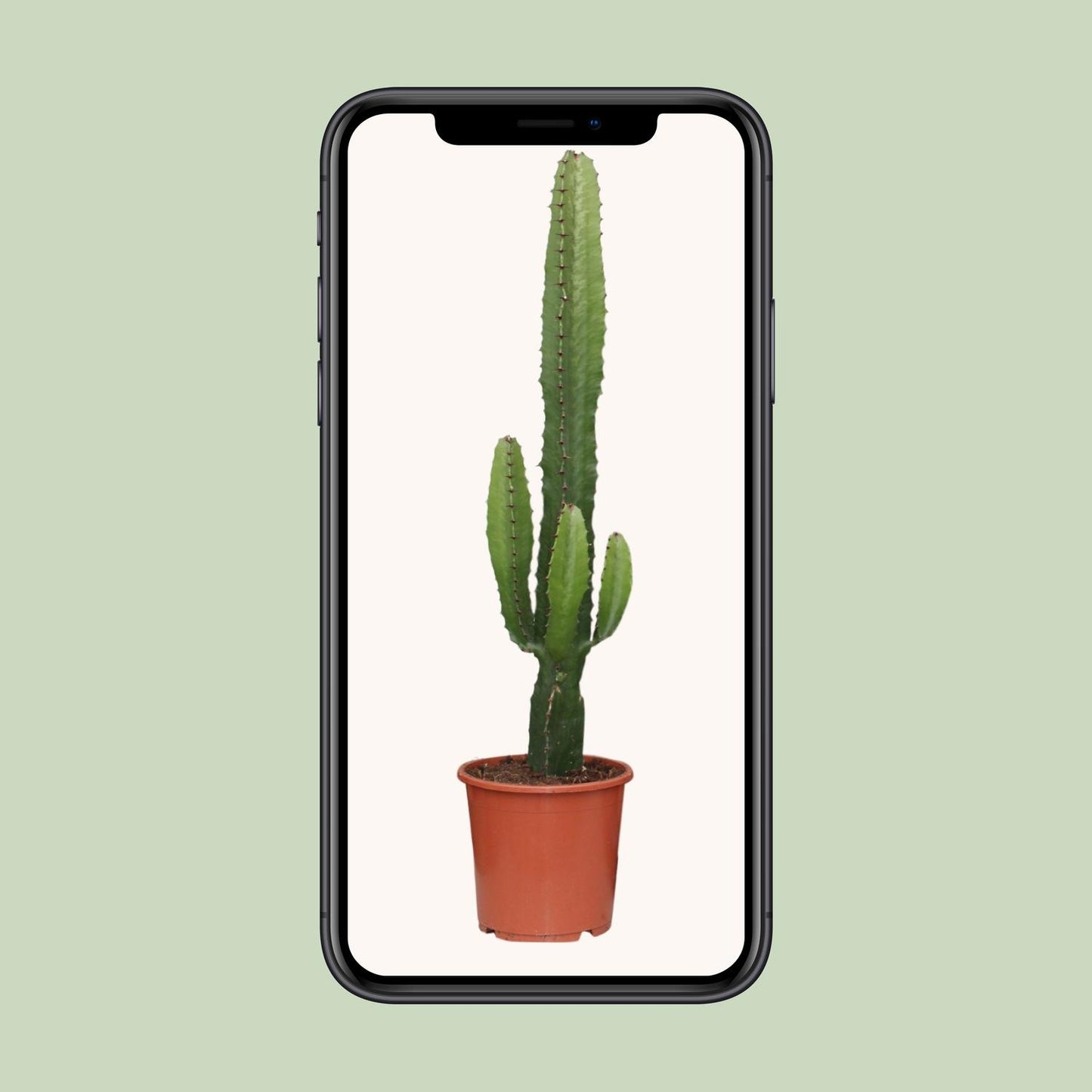 Euphorbia Acrurensis – Pflegeleichte Zimmerpflanze Ø17cm