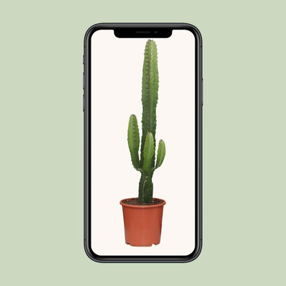 Euphorbia Acrurensis – Pflegeleichte Zimmerpflanze Ø17cm