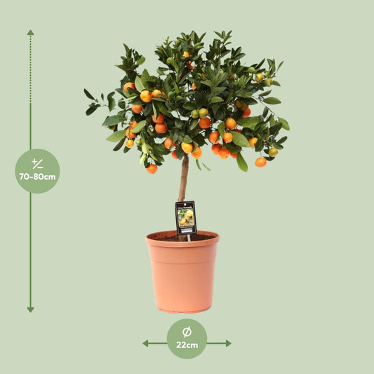 Citrus Calamondin – Pflegeleichte Zitruspflanze Ø22cm