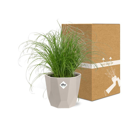 Cyperus alternifolius Schirmgras in ELHO b.for rock 14 cm warm grey