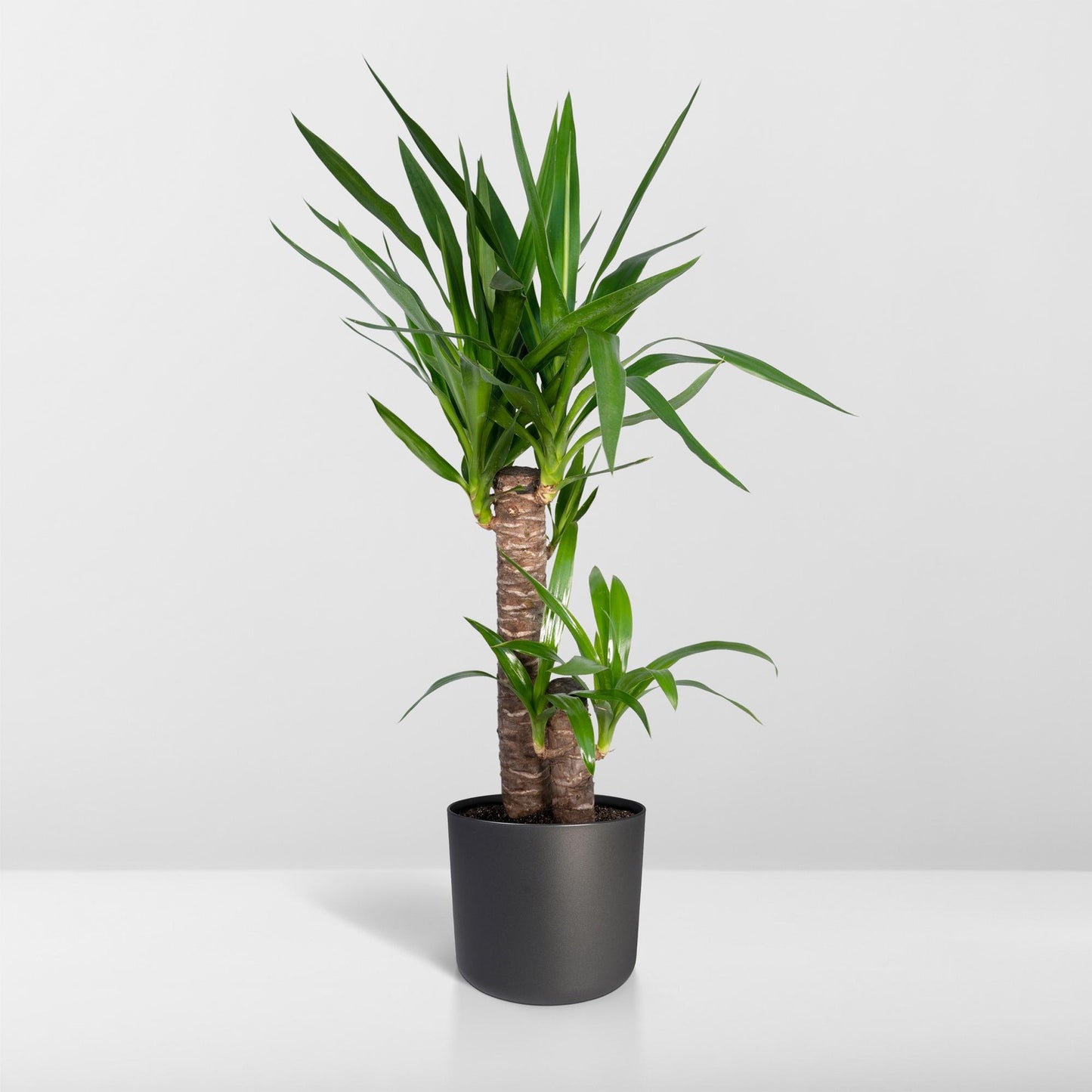 Yucca Palme (Elefantenfuß) – Pflegeleichte Zimmerpflanze Ø17cm