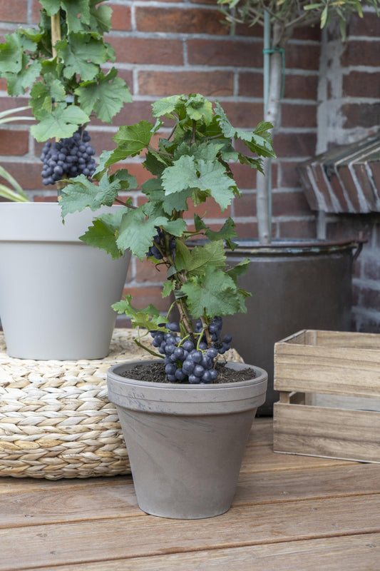 3x Vitis Pixie 'Pinot Noir' – Zwergtraube Ø14cm Topf