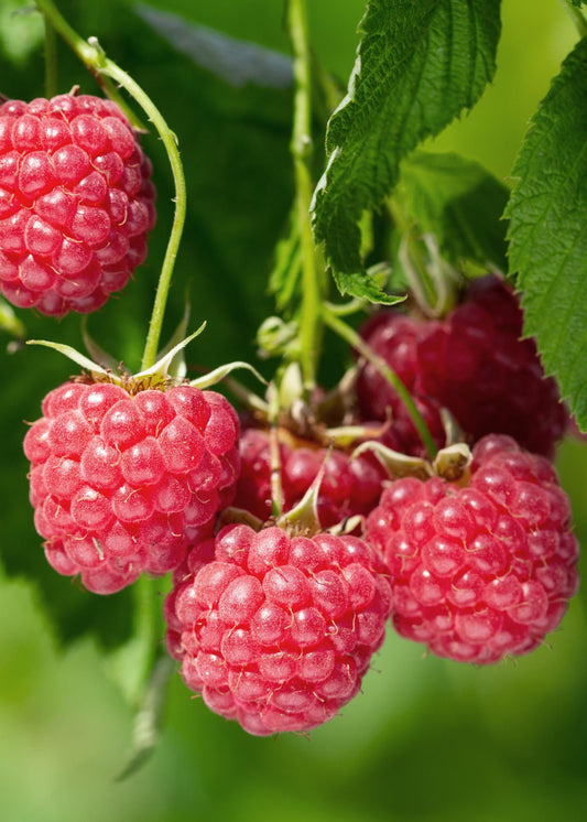 Rubus idaeus 'Malling Promise' – Bio-Himbeere Ø13cm