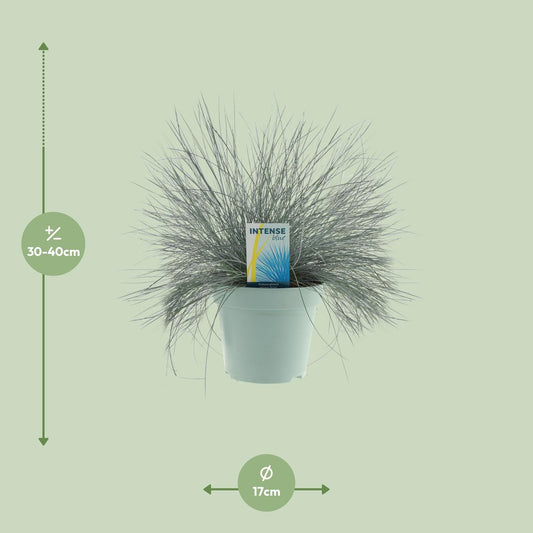 Festuca Glauca Intense Blue® – Pflegeleichtes Ziergras Ø17cm