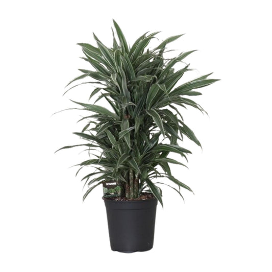 Dracaena Warneckei – Pflegeleichte Zimmerpflanze Ø24cm, 100cm hoch