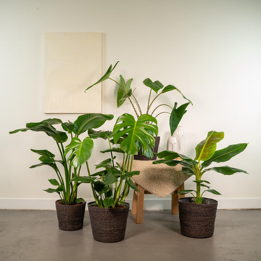 Tropen-Set: Monstera, Alocasia, Strelitzie & Musa (75-85 cm)
