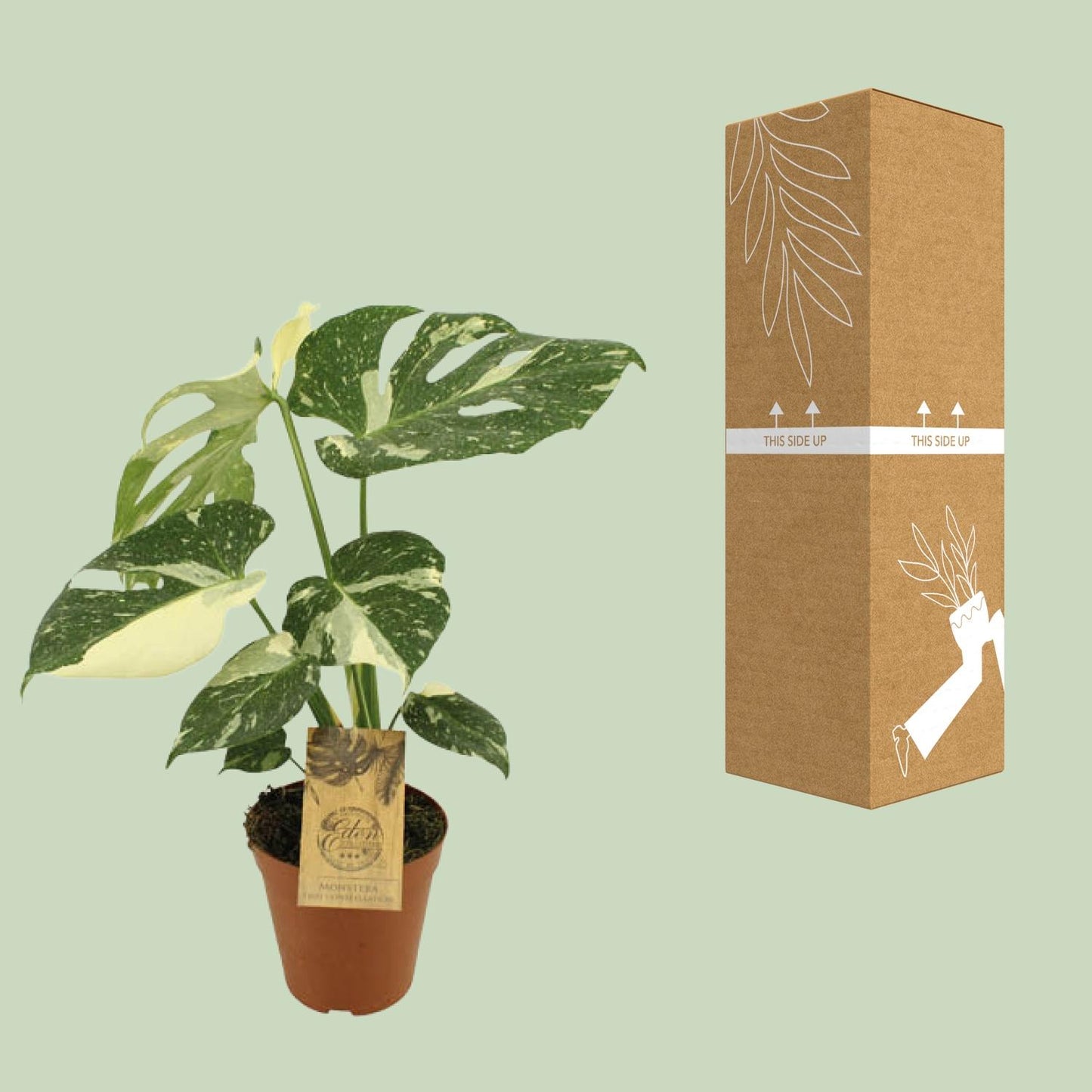 Monstera Thai Constellation – Exotische, pflegeleichte Zimmerpflanze Ø15cm