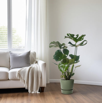 Monstera Deliciosa – Pflegeleichte Trendpflanze Ø21cm, 75cm hoch