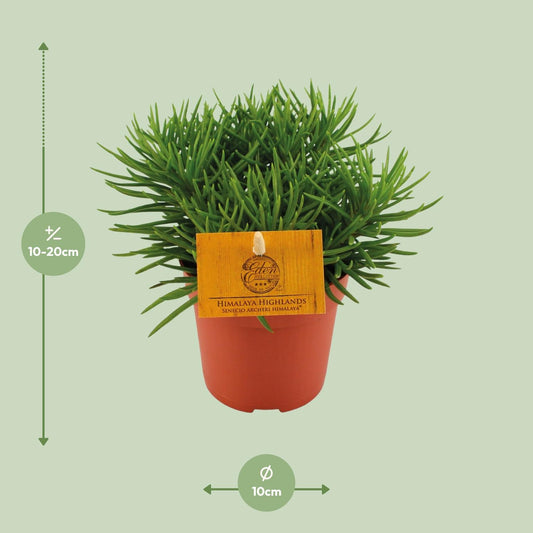 Senecio Himalaya – Pflegeleichte Zimmerpflanze Ø11cm