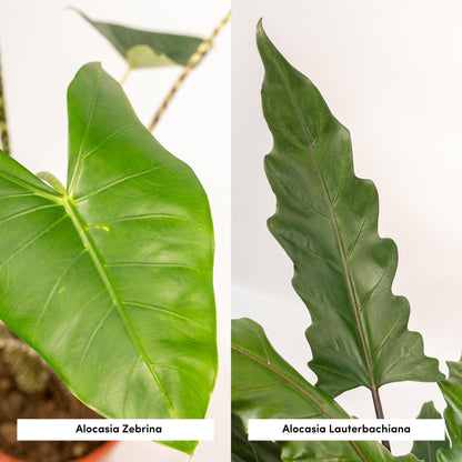 Alocasia Zebrina & Lauterbachiana – Exotisches Pflanzenduo Ø19cm