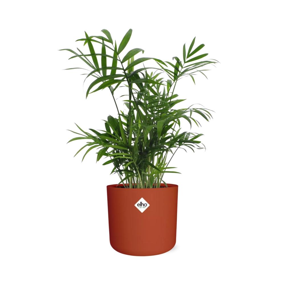 Chamaedorea Zwergbergpalme in ELHO b.for soft Rond 14cm Brique