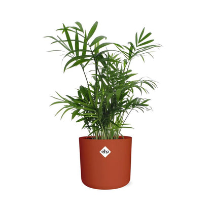 Chamaedorea Zwergbergpalme in ELHO b.for soft Rond 14cm Brique