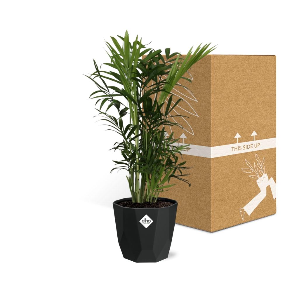 Chamaedorea Elegans – Zwergbergpalme in 14cm Topf schwarz