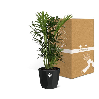 Chamaedorea Elegans – Zwergbergpalme in 14cm Topf schwarz