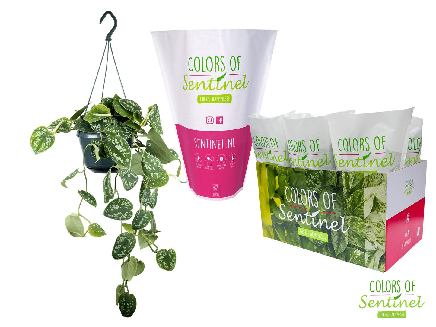 Scindapsus Pictus 'Argyraeus' – Pflegeleichte, luftreinigende Zimmerpflanze Ø15cm