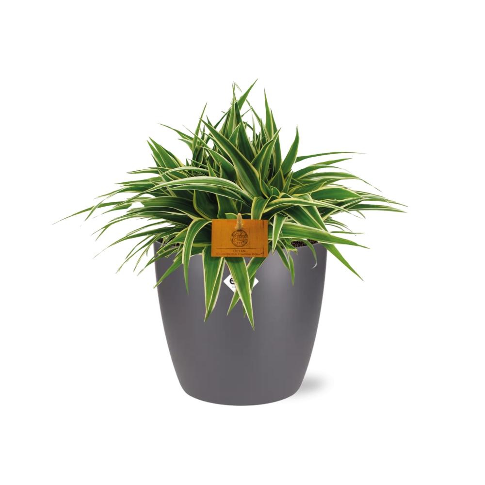 Chlorophytum Ocean 15cm im ELHO Brussels Topf anthrazit