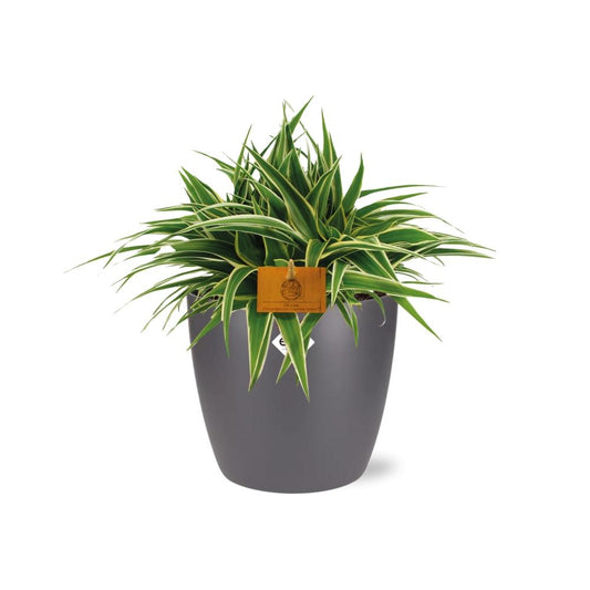 Chlorophytum Ocean 15cm im ELHO Brussels Topf anthrazit