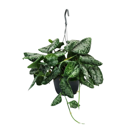 Scindapsus Pictus Trebie – pflegeleichte Zimmerpflanze Ø15cm