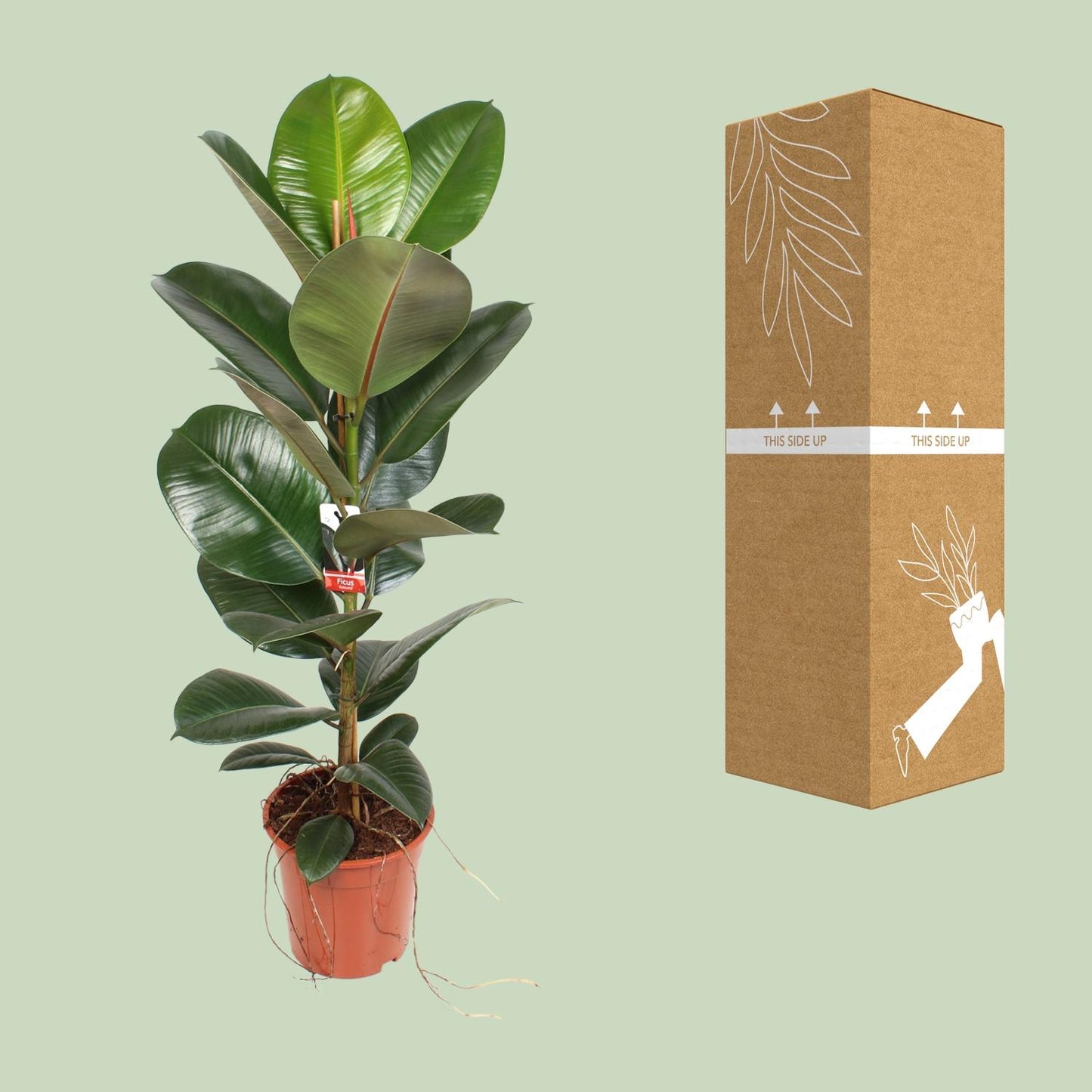 Ficus Elastica Robusta – Pflegeleichter Gummibaum Ø21cm