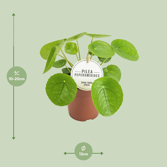 Pilea Peperomioides – pflegeleichte Zimmerpflanze Ø13cm