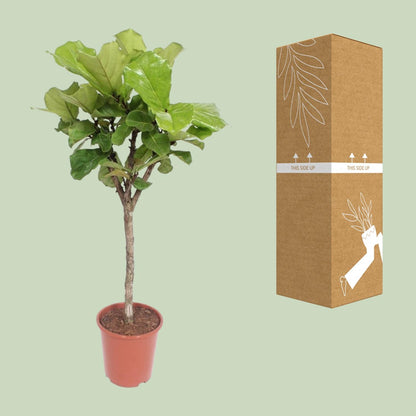 Ficus Lyrata – Eleganter Geigenfeigenbaum Ø27cm, 120cm hoch