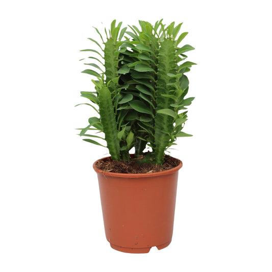 Afrikanischer Milchbaum – Pflegeleichte Sukkulente Ø12cm, 40cm