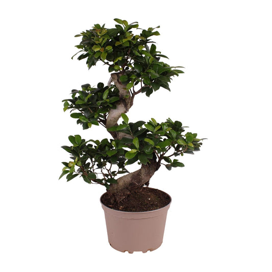 Ficus M. Ginseng – Pflegeleichter Zimmerbaum Ø22cm, 70cm hoch