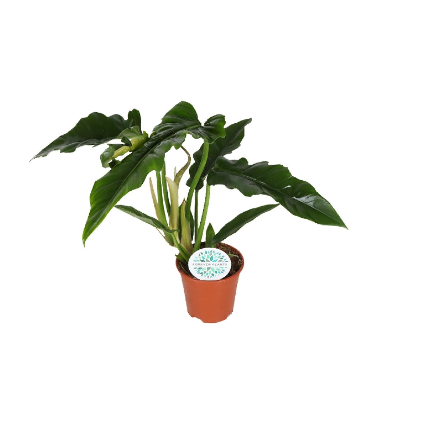 Philodendron Narrow – Pflegeleichte, luftreinigende Zimmerpflanze Ø14cm