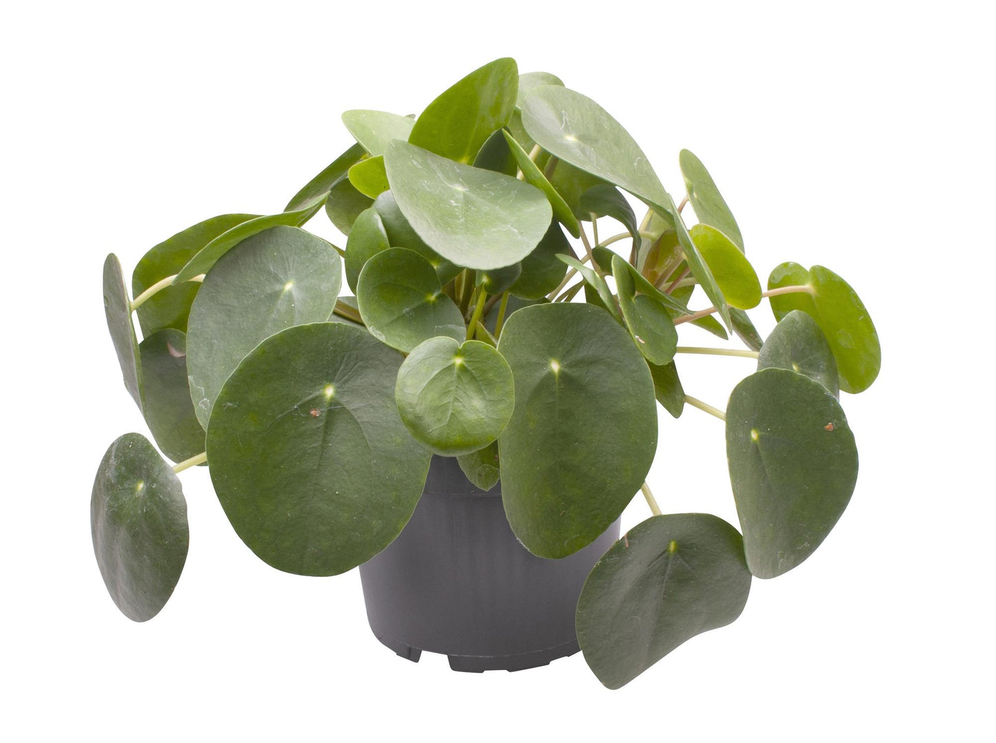 Ufopflanze (Pilea peperomioides) Ø12cm – Pflegeleicht & Trendig