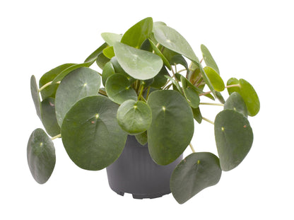 Ufopflanze (Pilea peperomioides) Ø12cm – Pflegeleicht & Trendig