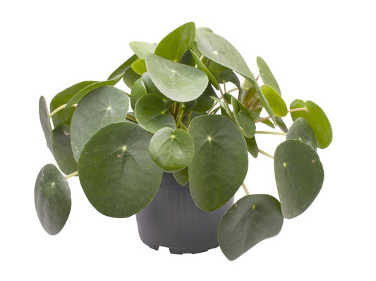 Ufopflanze (Pilea peperomioides) Ø12cm – Pflegeleicht & Trendig