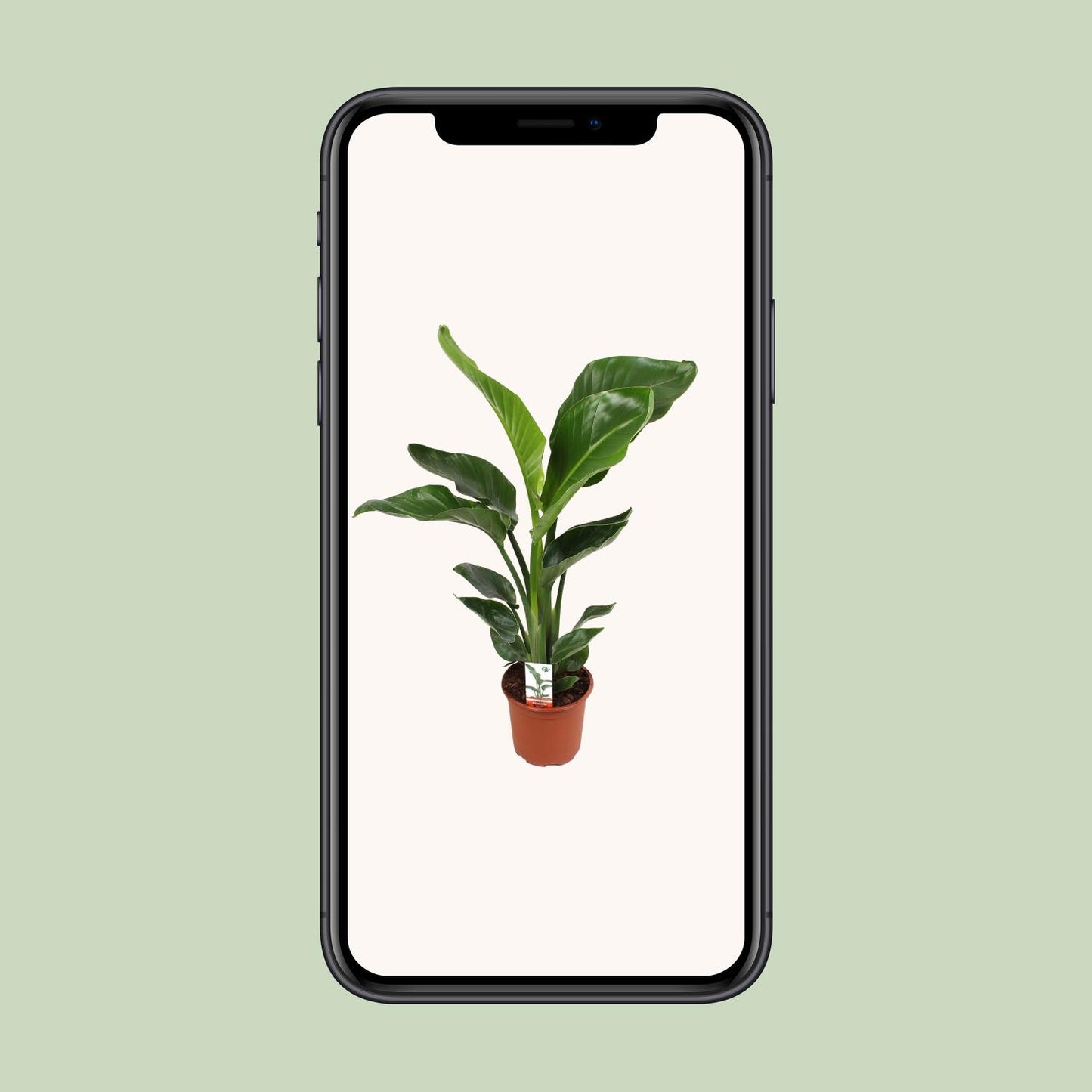 Strelitzia Nicolai – Paradiesvogelblume Ø17cm, ca. 70cm hoch