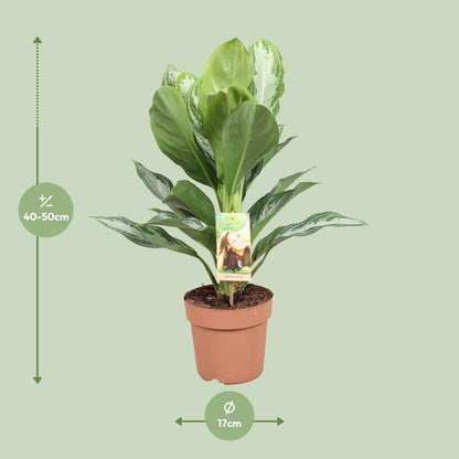 Aglaonema Silver Bay – Pflegeleichtes Chinesisches Immergrün Ø17cm