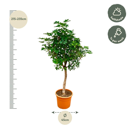Schefflera op stam – 210 cm, pflegeleicht & robust