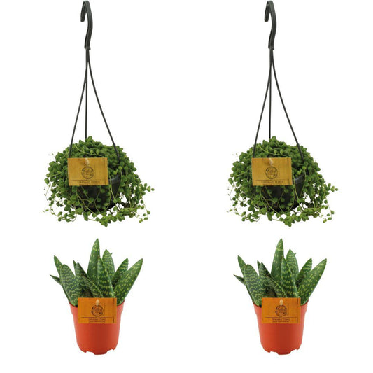 4er-Set Aloe Paradisicum & Senecio Rowleyanus Ø10,5 cm