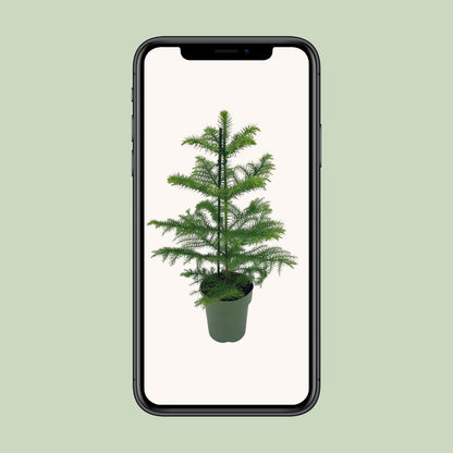 Araucaria heterophylla Ø14cm – Pflegeleichter Schlangenbaum