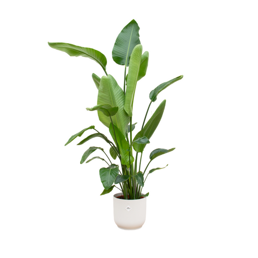 Strelitzia Nicolai mit elho Vibes Fold Round Topf – 180 cm