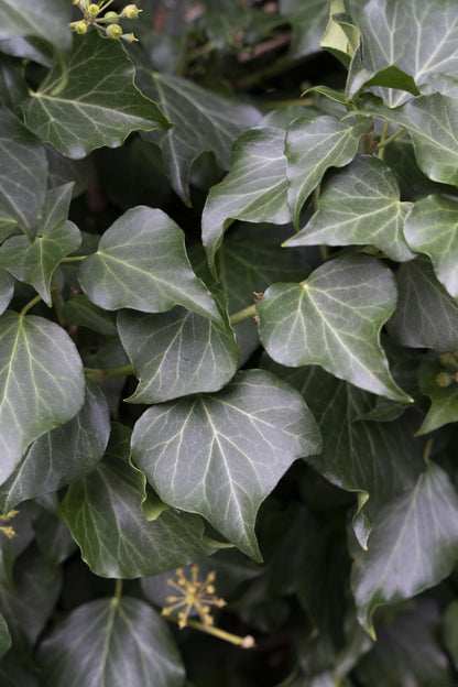 4x Hedera hibernica – Robuster Irischer Efeu Ø15cm, 65cm hoch