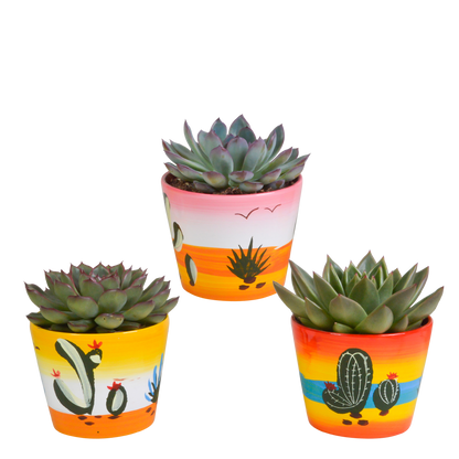 Echeveria 3er-Set im handbemalten Keramiktopf