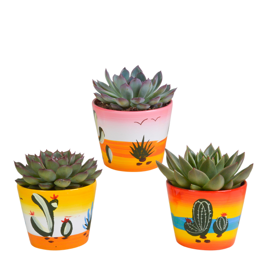 Echeveria 3er-Set im handbemalten Keramiktopf