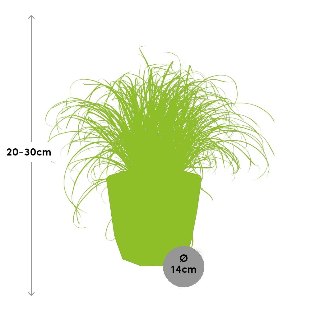 Schirmgras Cyperus alternifolius Zumula in 14cm Topf
