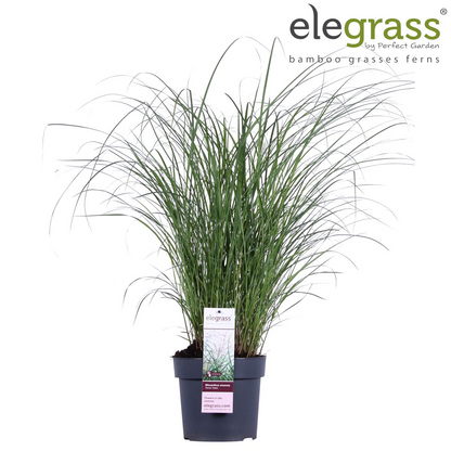 Miscanthus sinensis Ferner Osten – Pflegeleichtes Ziergras Ø19cm
