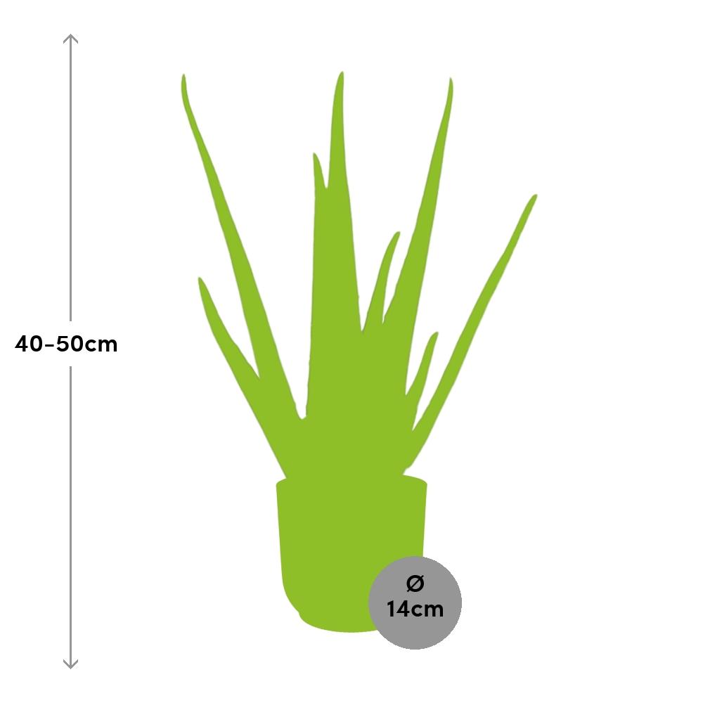 Aloe Vera 12cm in ELHO Vibes Fold 14cm Gelb – Pflegeleichte Sukkulente